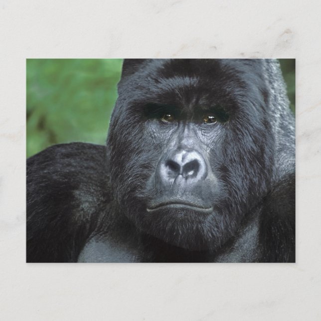 Postal Zaire, Parque Nacional Virungas. Retrato de (Anverso)