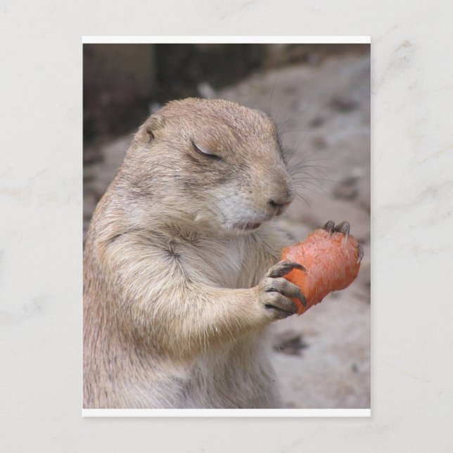 Postal Zanahoria (Anverso)