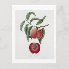 Postal Zanahoria Melocotón (Persica carota) de Pomona Ita