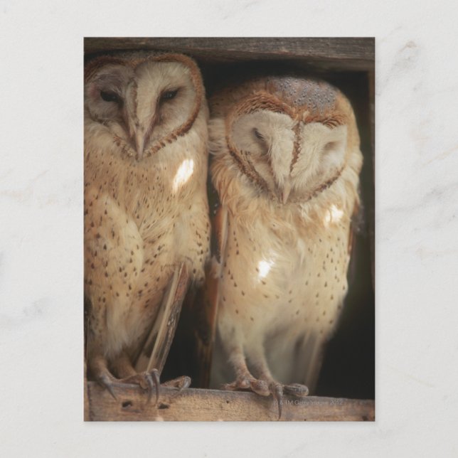 Postal Zanzíbar, Tanzania, África Oriental (Anverso)