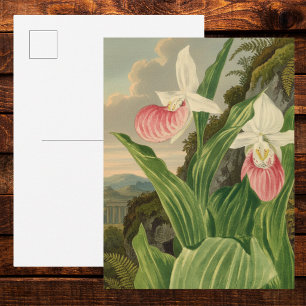 Postal Zapatilla de Dama Rosa Floral Vintage Orquídea Bot