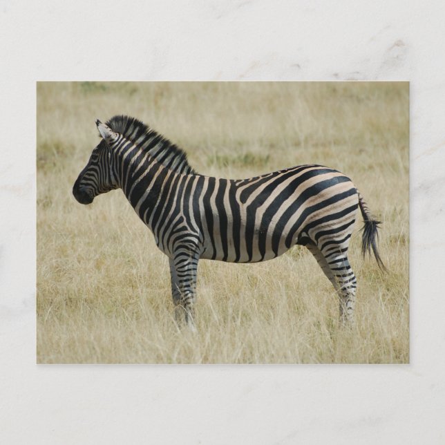 Postal Zebra (Anverso)