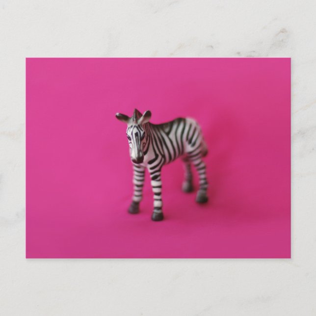 Postal ZEBRA (Anverso)