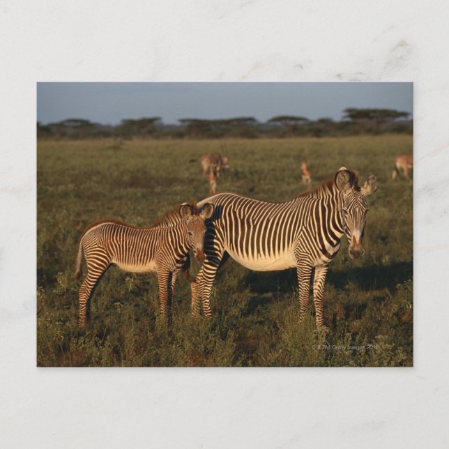 Postal Zebra (Anverso)