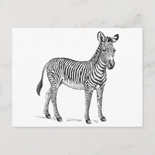 Postal Zebra