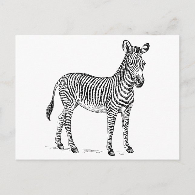 Postal Zebra (Anverso)