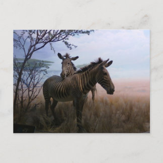 Postal Zebra