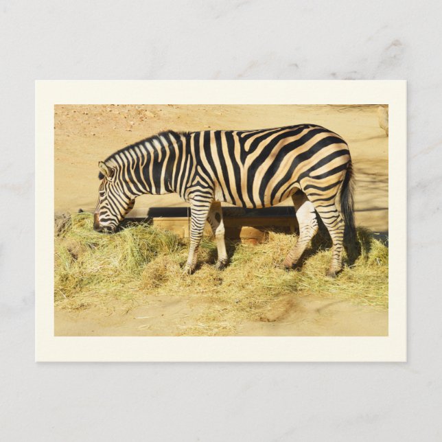 Postal Zebra (Anverso)