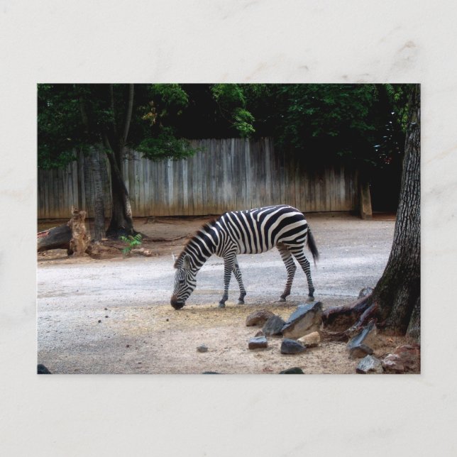 Postal Zebra (Anverso)