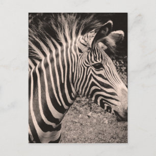 Postal Zebra