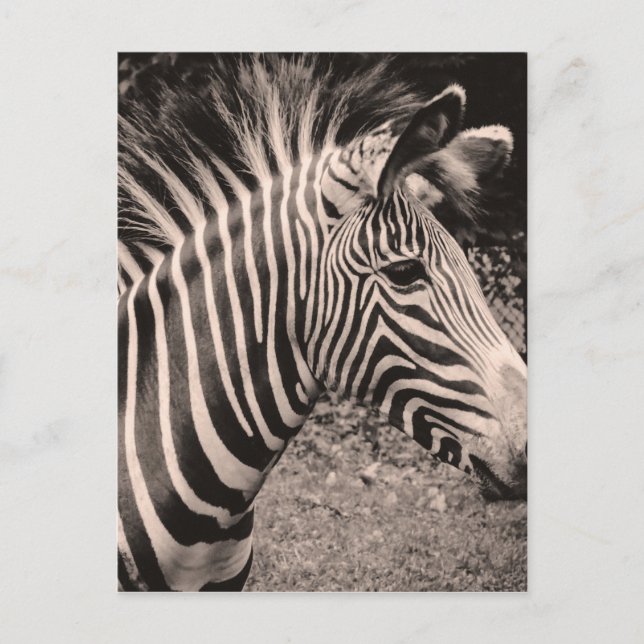 Postal Zebra (Anverso)