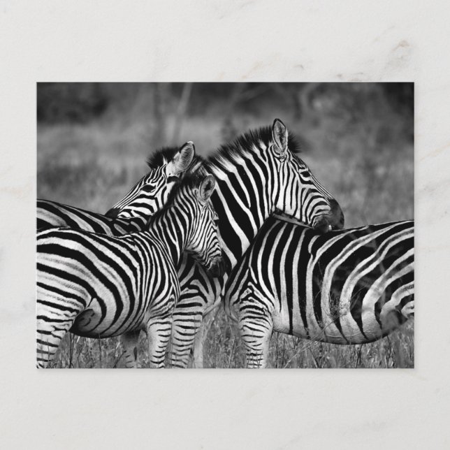 Postal Zebra (Anverso)