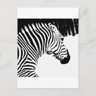 Postal Zebra
