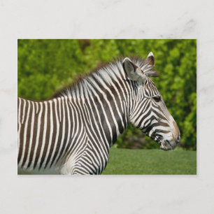 Postal Zebra