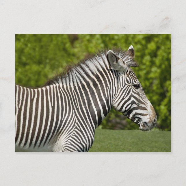 Postal Zebra (Anverso)