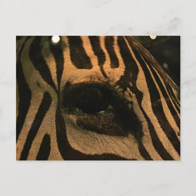 Postal Zebra (Anverso)