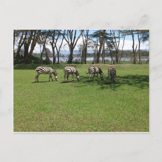 Postal Zebra (Anverso)