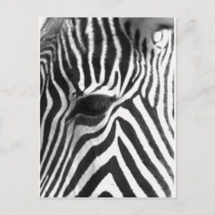 Postal Zebra
