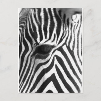 Postal Zebra
