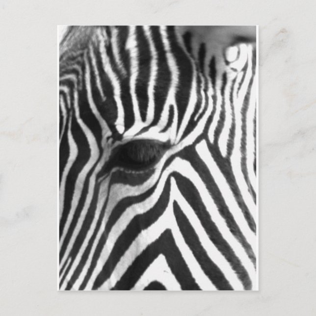 Postal Zebra (Anverso)