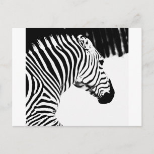 Postal Zebra