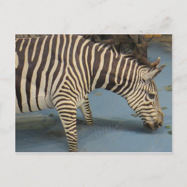 Postal Zebra (Anverso)