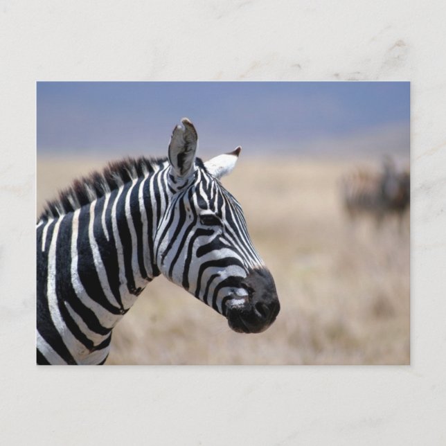 Postal Zebra (Anverso)