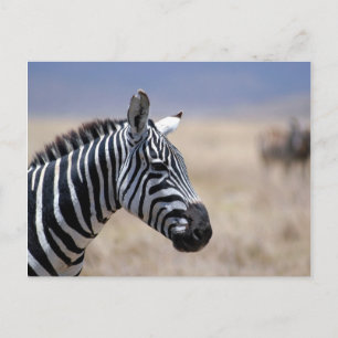 Postal Zebra