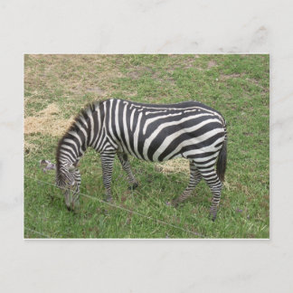 Postal Zebra