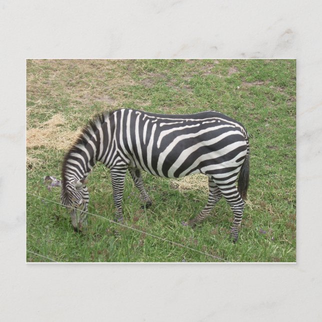 Postal Zebra (Anverso)