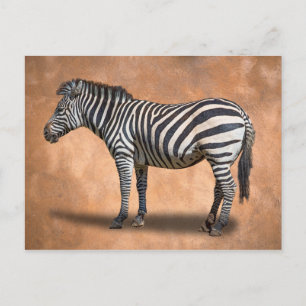 POSTAL ZEBRA