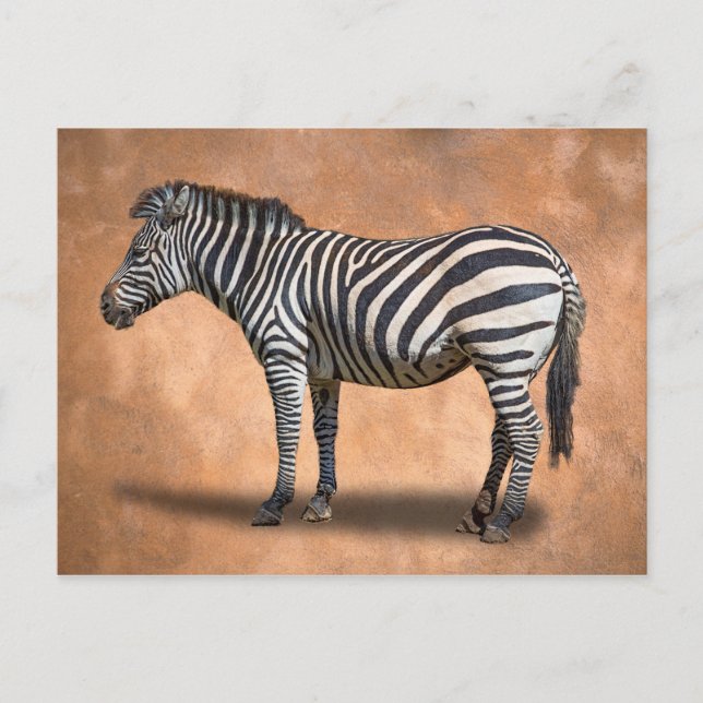 POSTAL ZEBRA (Anverso)