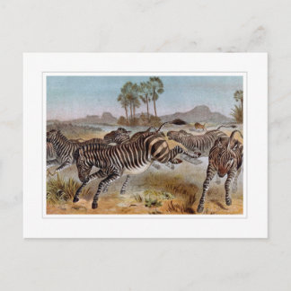 Postal Zebra
