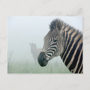 Postal Zebra
