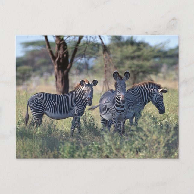 Postal Zebra 2 (Anverso)