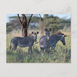 Postal Zebra 2