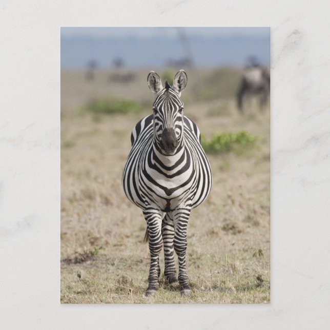 Postal Zebra 2 (Anverso)