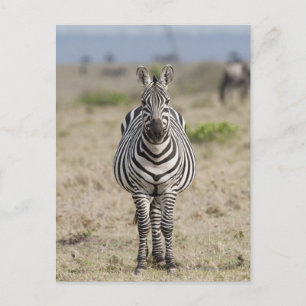 Postal Zebra 2