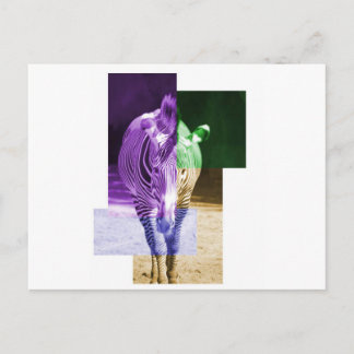 Postal Zebra arcoiris