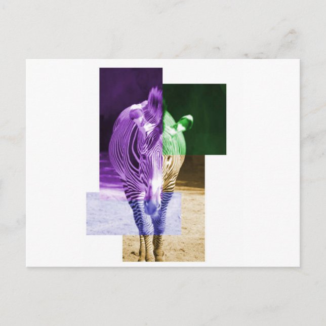 Postal Zebra arcoiris (Anverso)
