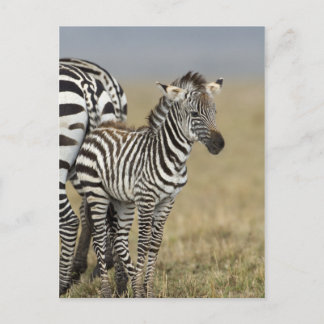 Postal Zebra Baby