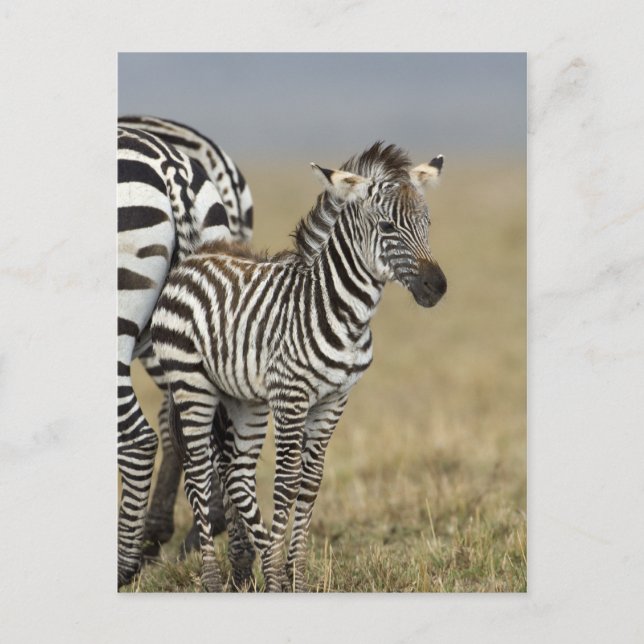 Postal Zebra Baby (Anverso)