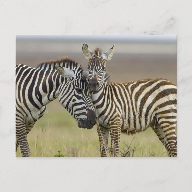 Postal Zebra Baby