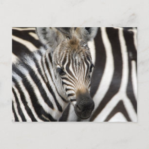 Postal Zebra Baby