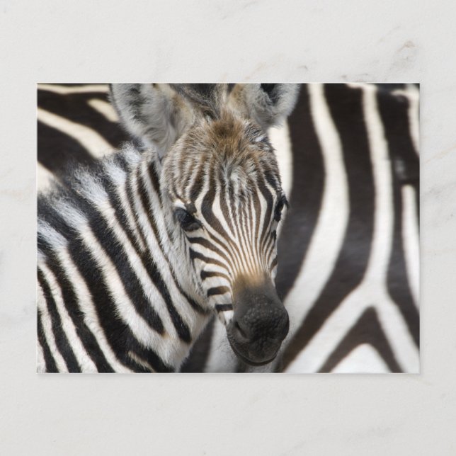 Postal Zebra Baby (Anverso)