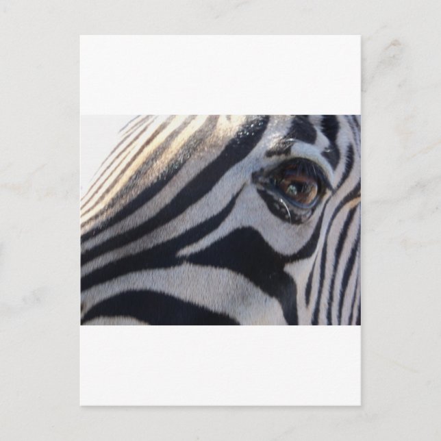 Postal Zebra Eye (Anverso)