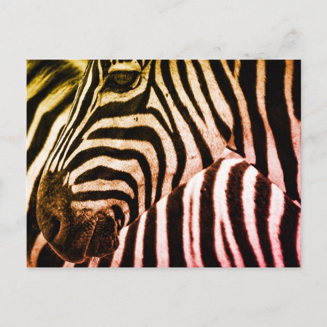 Postal Zebra Face (Anverso)