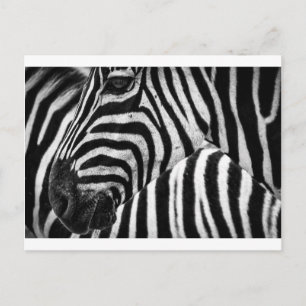 Postal Zebra Face