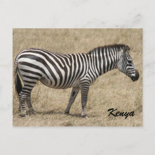 Postal zebra kenya