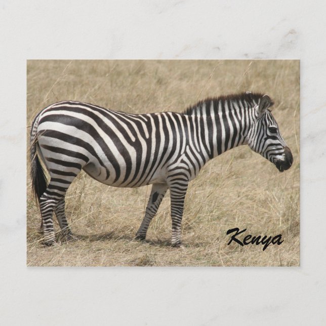 Postal zebra kenya (Anverso)